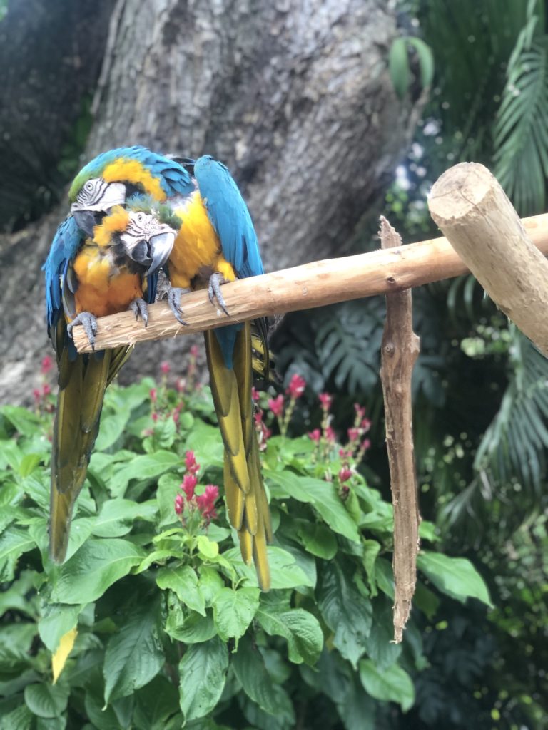 perroquets jardin botanique de deshaies
