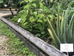 aloe vera et plantes médicinales au jardin botanique de deshaies