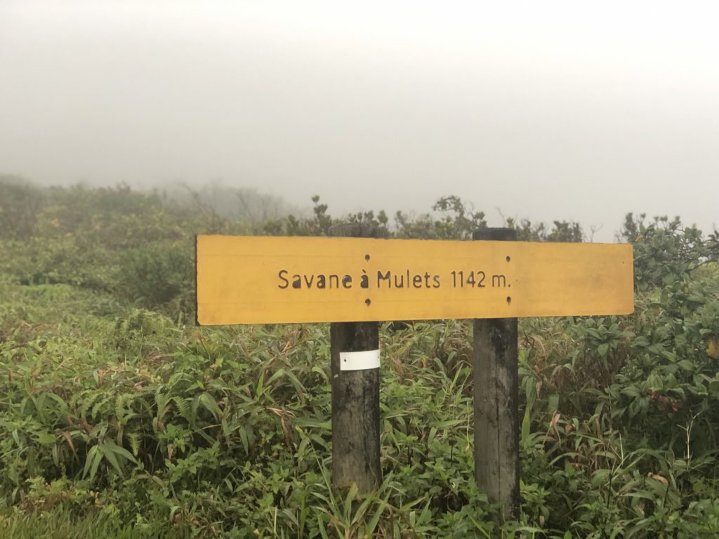 La Savane à mulets sur la route du volcan de guadeloupe