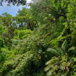 arbres tropicaux de guadeloupe