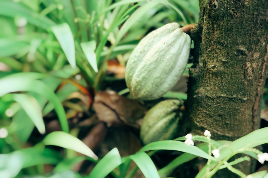 cabosse de cacao sur le cacaoyer