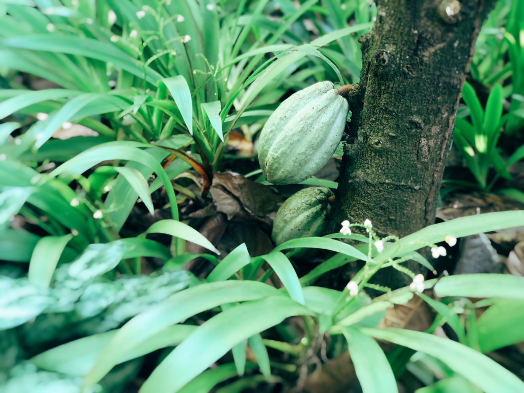 fruit du cacaoyer